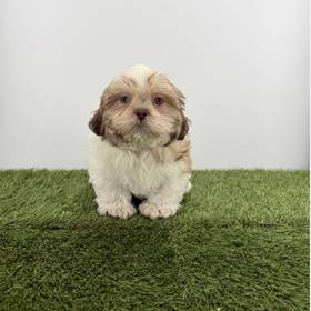 Shih Tzu