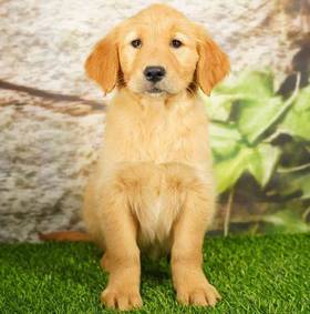 Golden Retriever