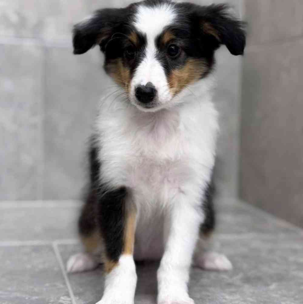 Image of a pet breed in the gallery