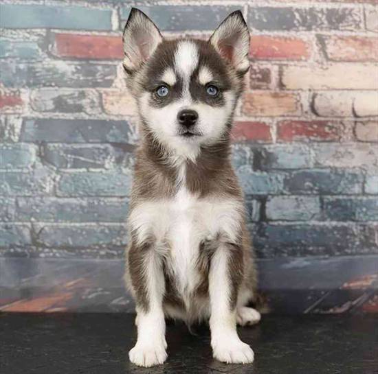 Alaskan Klee Kai
