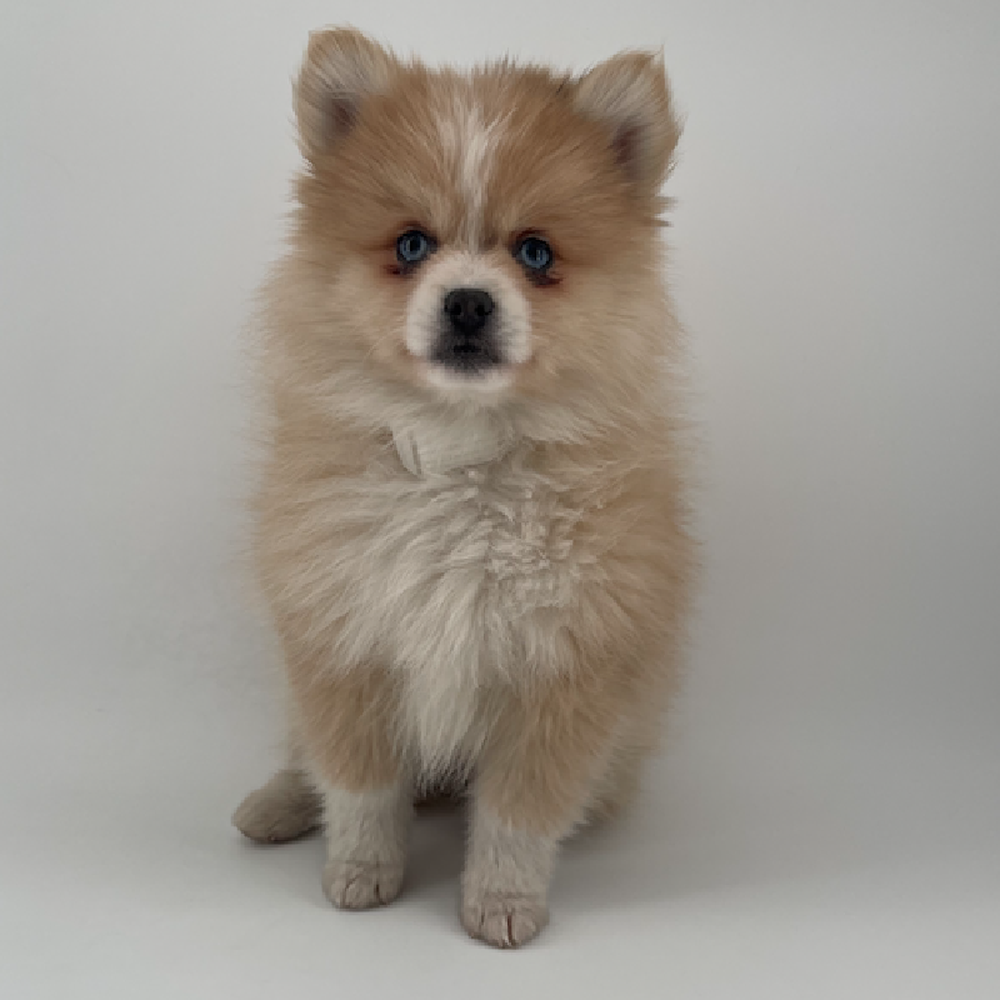 pet breed image