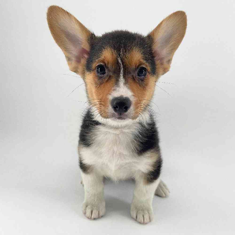 pet breed image