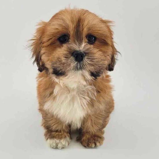 Lhasa Apso
