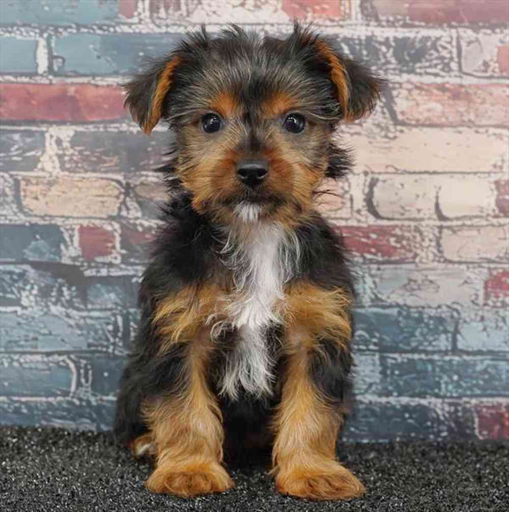 Image of a pet breed in the gallery