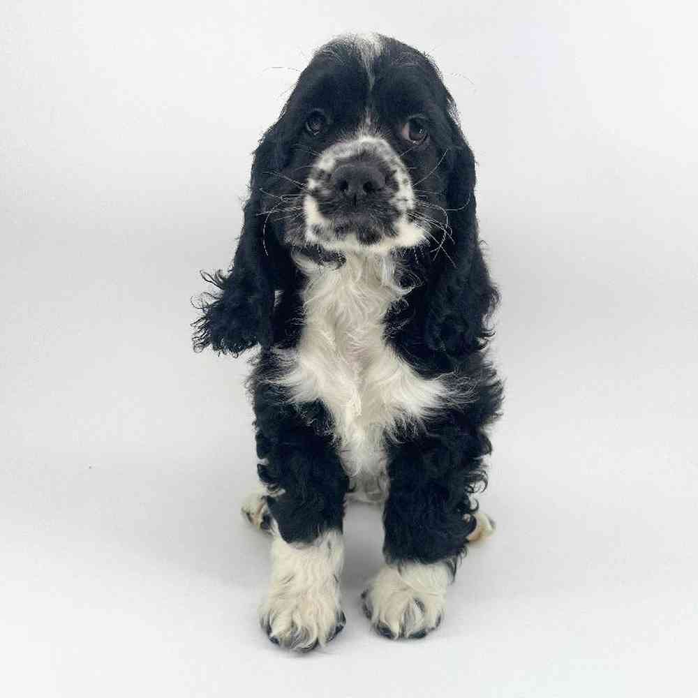 pet breed image