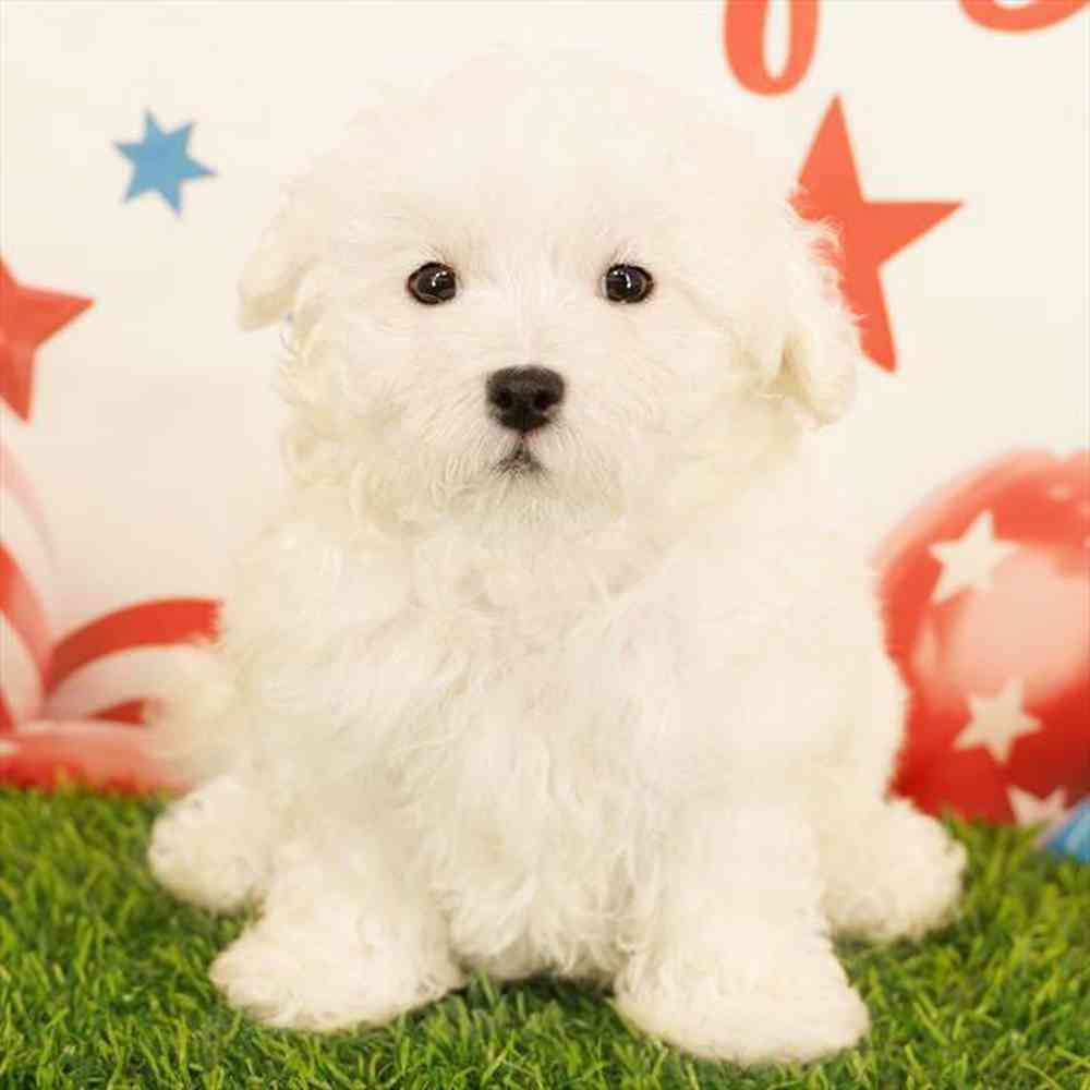 Image of a pet breed in the gallery