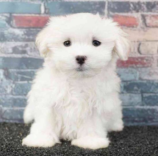 Maltese