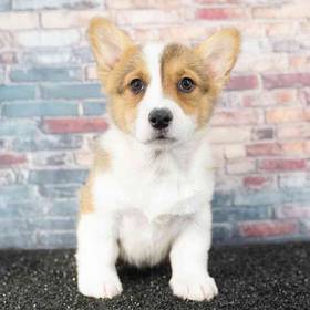 Pembroke Welsh Corgi