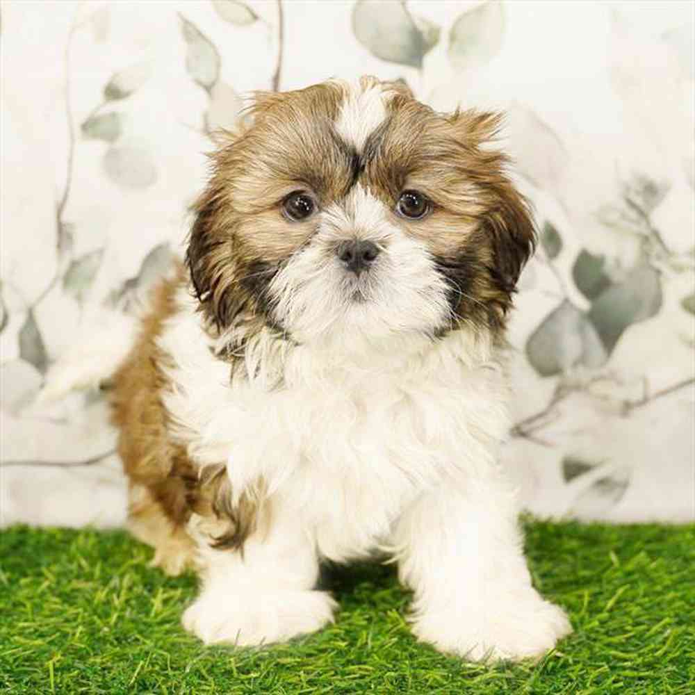 Image of a pet breed in the gallery