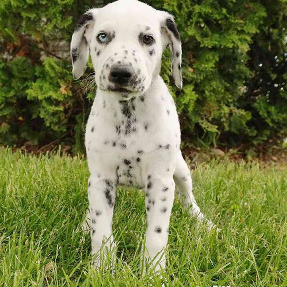 Image of a pet breed in the gallery