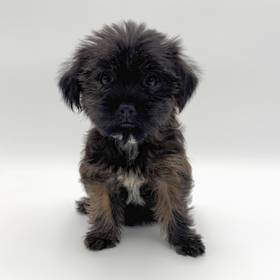 Shorkie