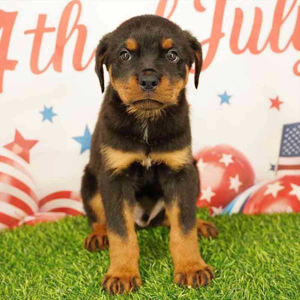 Image of a pet breed in the gallery