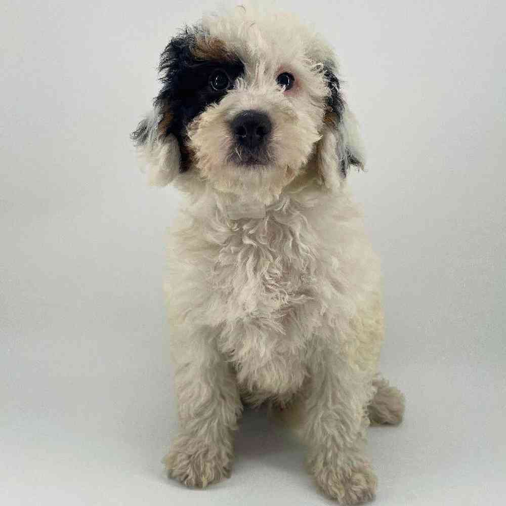 pet breed image