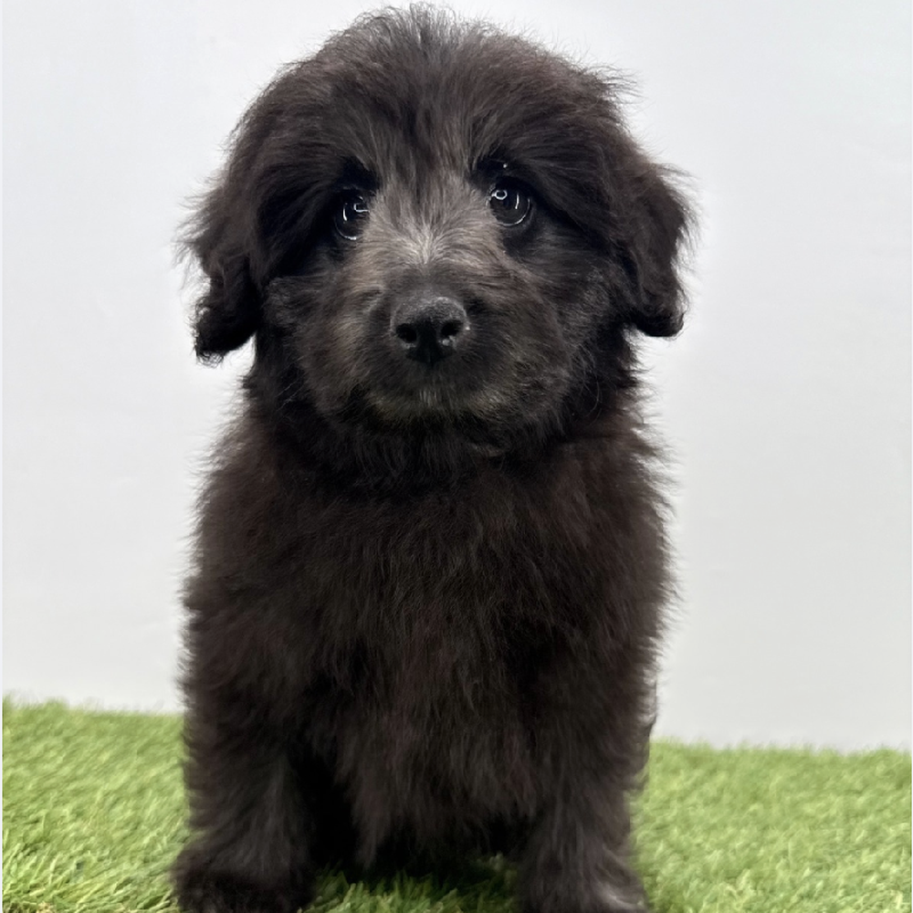 Image of a pet breed in the gallery