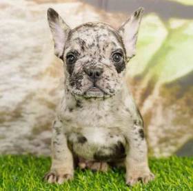 French Bulldog