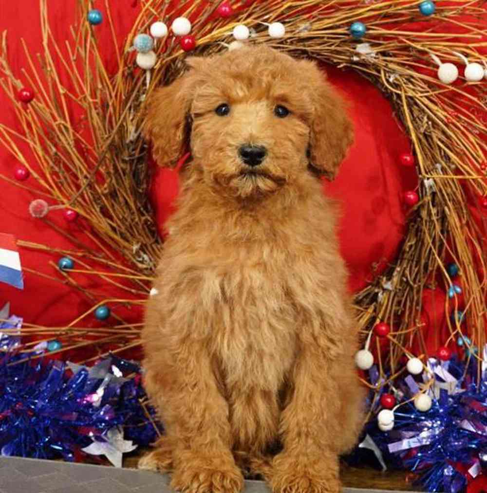 carousel pet images