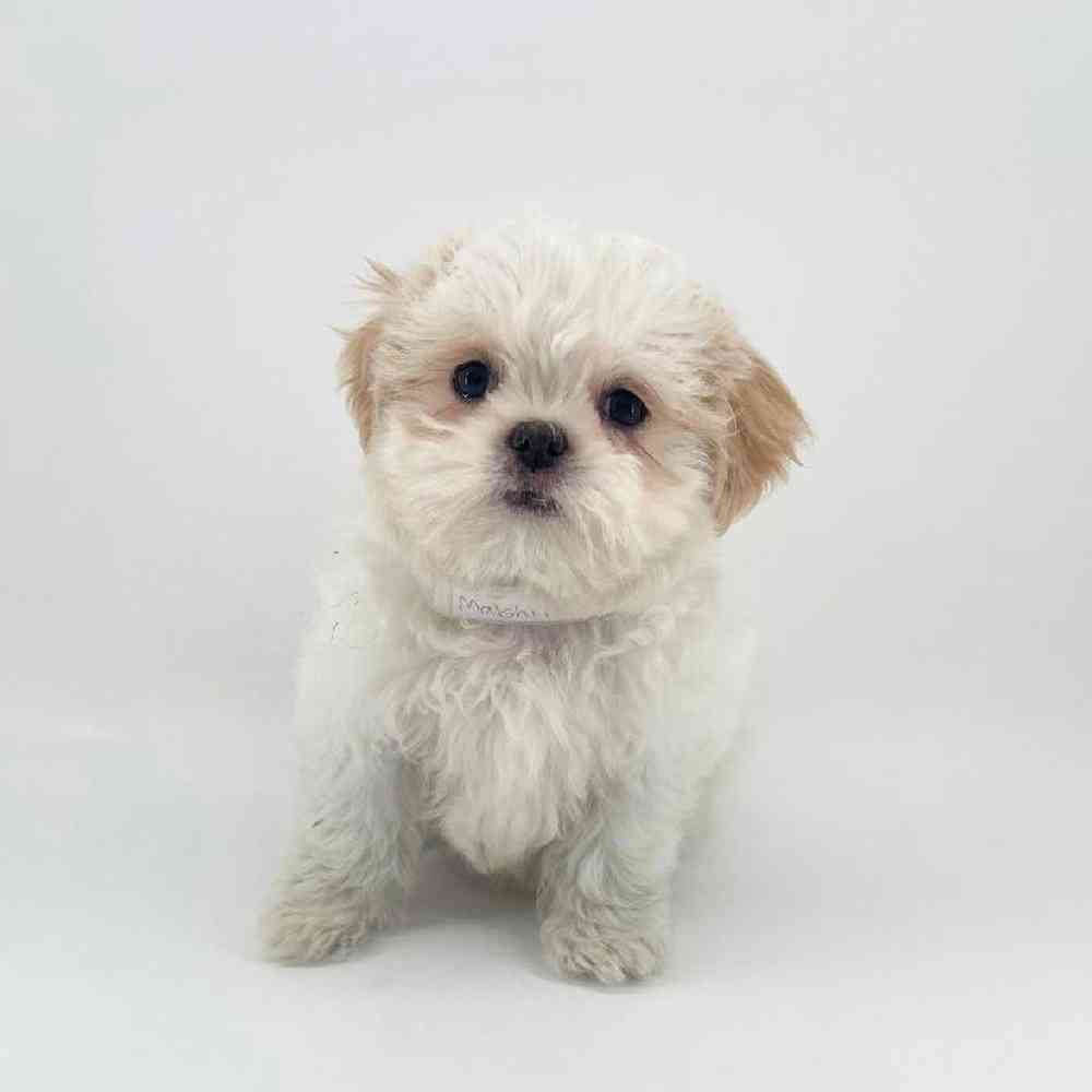 pet breed image