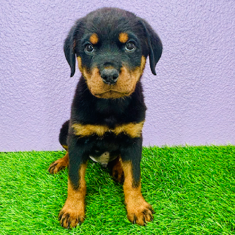 Image of a pet breed in the gallery