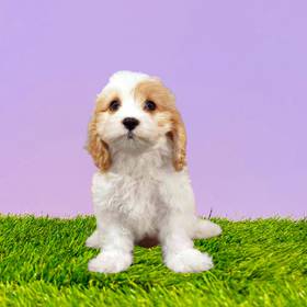 Cavachon