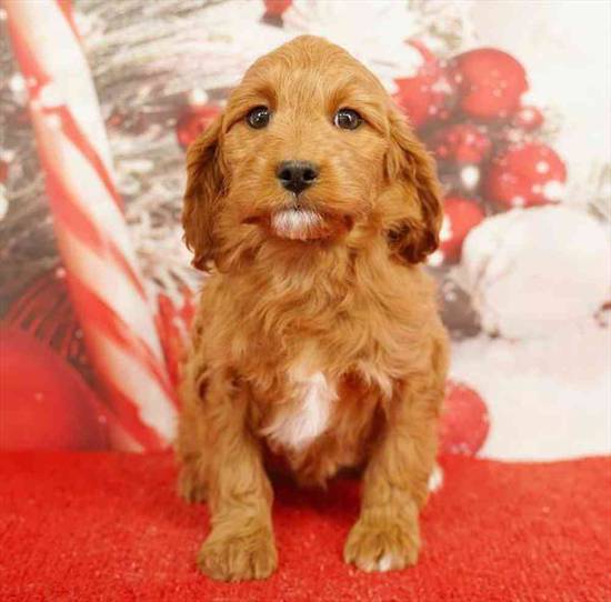 Cavapoo