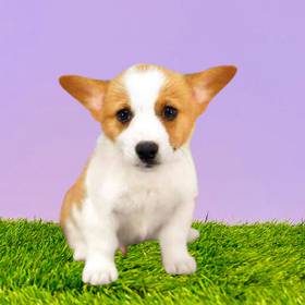 Pembroke Welsh Corgi