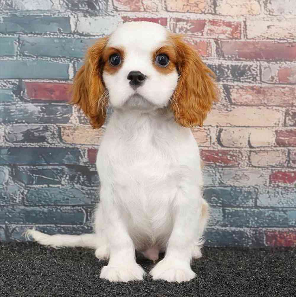 pet breed image