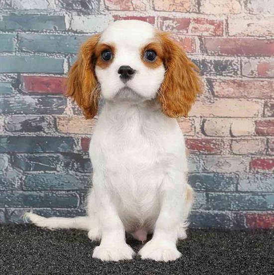 Cavalier King Charles Spaniel