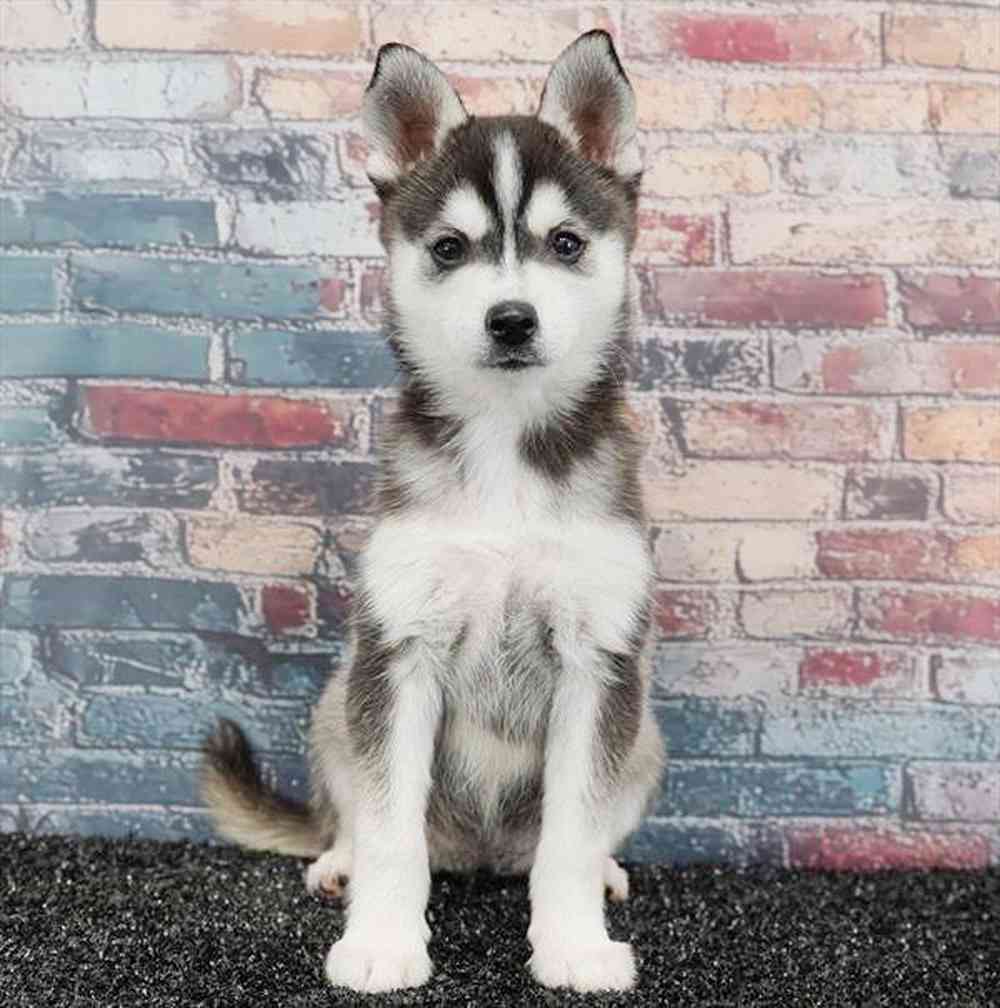 Image of a pet breed in the gallery