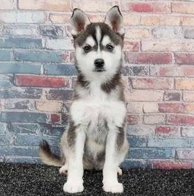 Alaskan Klee Kai