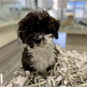 Shizapoo