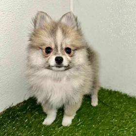 Pomeranian