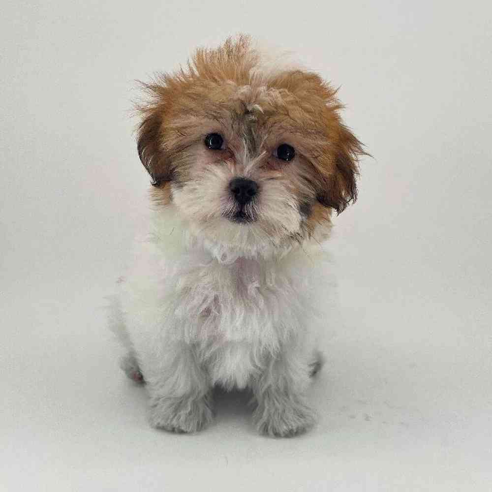 pet breed image