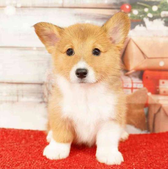 Pembroke Welsh Corgi