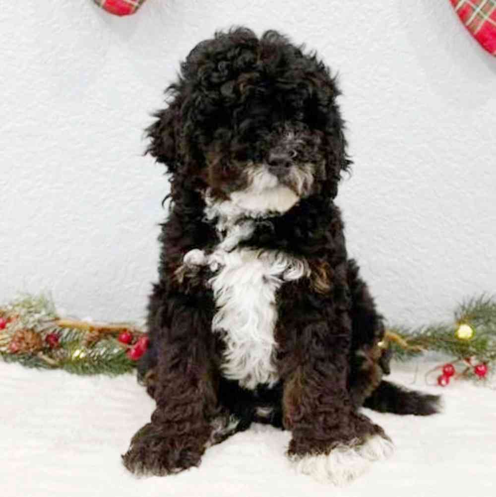 Image of a pet breed in the gallery