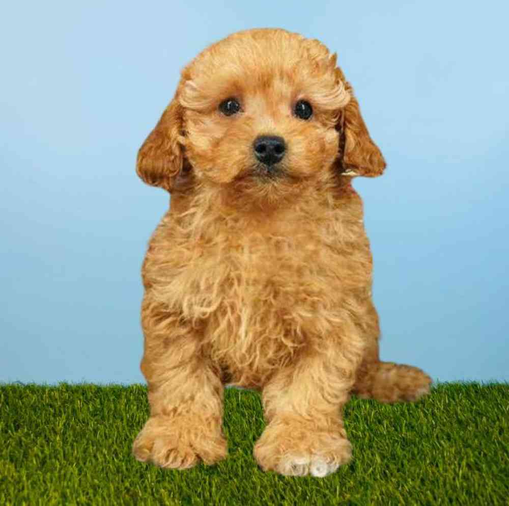 carousel pet images