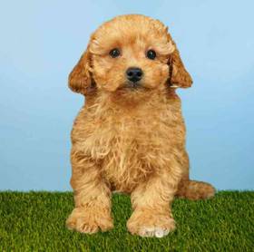Poodle