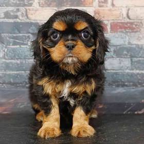 Cavalier King Charles Spaniel