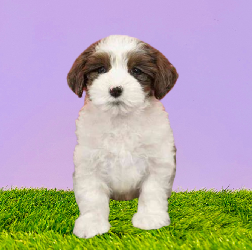 carousel pet images