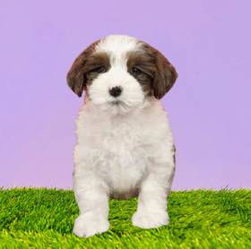 Yorkie-Poo