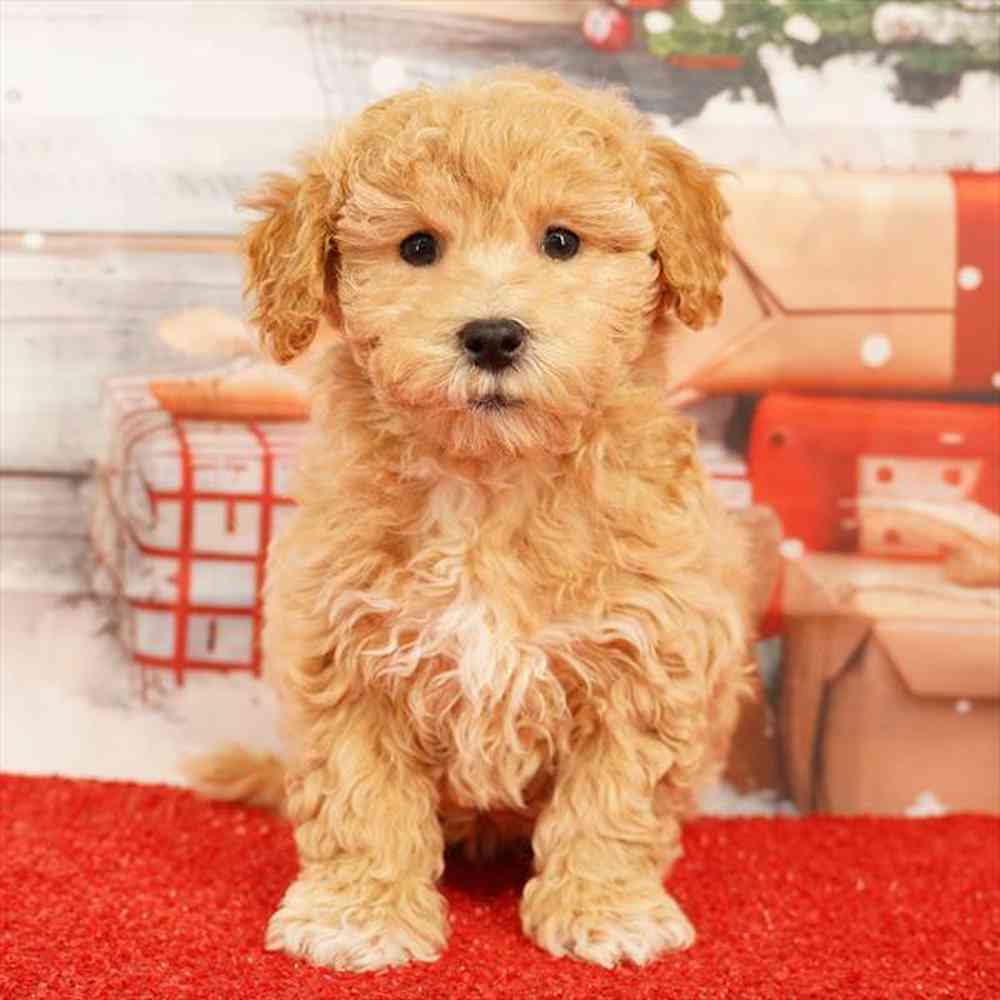 Image of a pet breed in the gallery