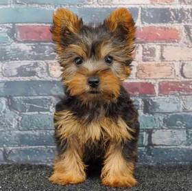 Yorkie