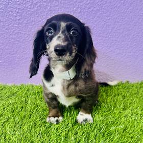 Dachshund