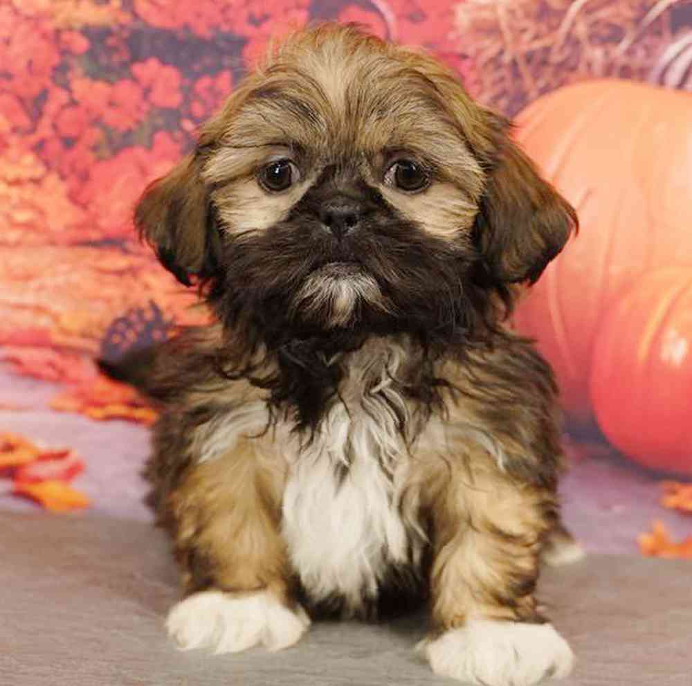 Image of a pet breed in the gallery