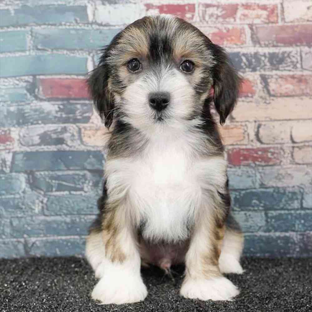 pet breed image