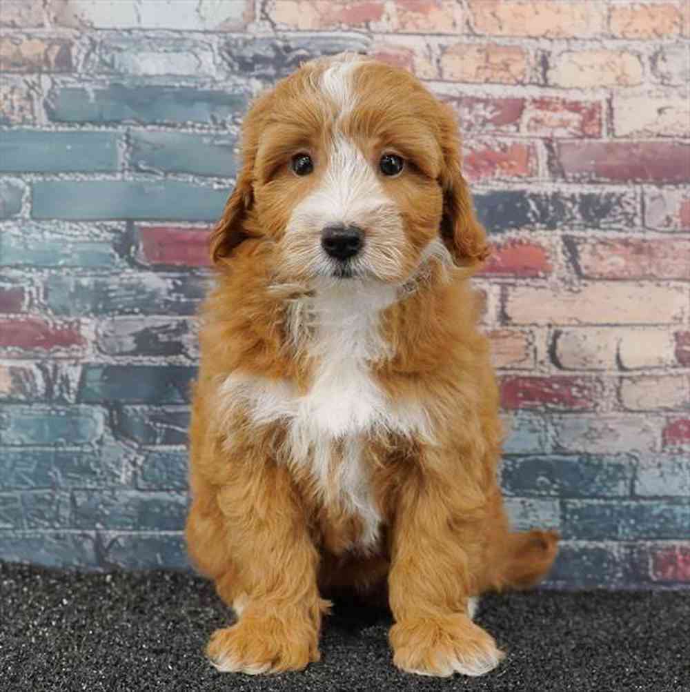 carousel pet images