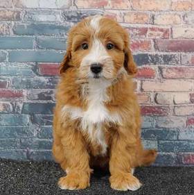2nd Gen Mini Goldendoodle