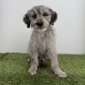 Australian Shepherd-Golden Retriever