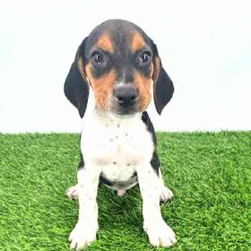 Beagle