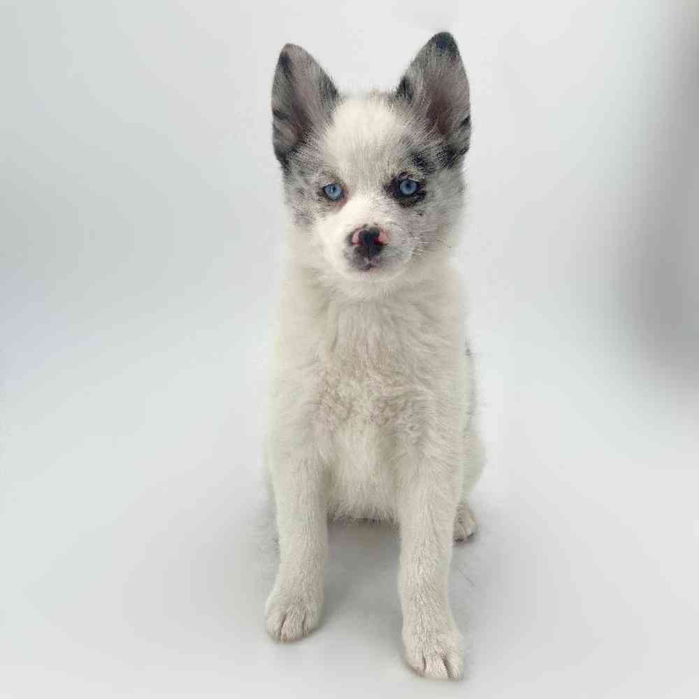 Female 2nd Gen Pomsky Puppies for Sale in Tolleson