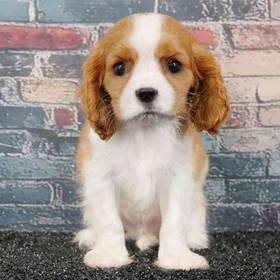 Cavalier King Charles Spaniel
